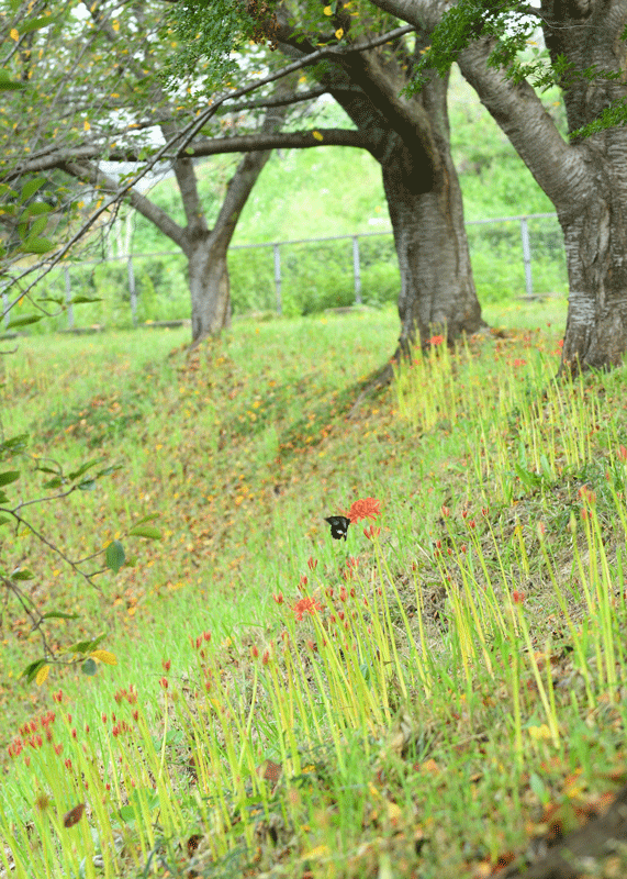 d0290240_13142269.gif