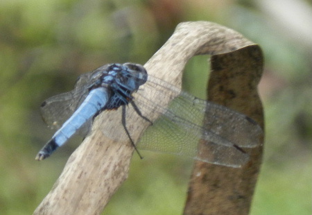 e0172950_21214883.jpg