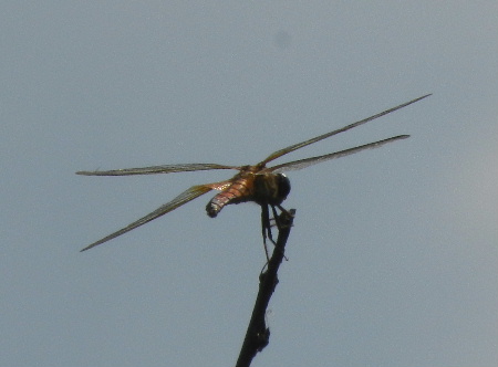e0172950_21233985.jpg