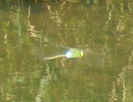 e0172950_21264767.jpg