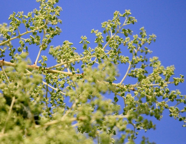 a0248459_15443670.jpg