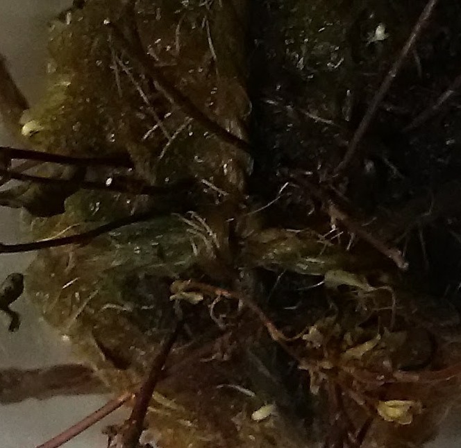 e0094270_19024300.jpg