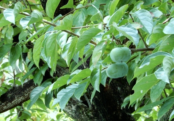 c0345705_16511530.jpg