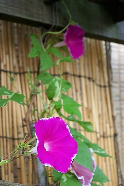 b0275715_0165350.jpg