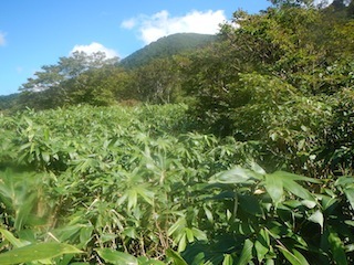 c0359615_21100694.jpg
