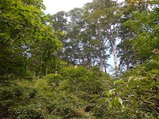 c0359615_21153145.jpg