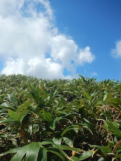 c0359615_21171787.jpg