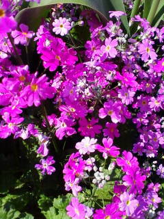 c0074721_15261897.jpg