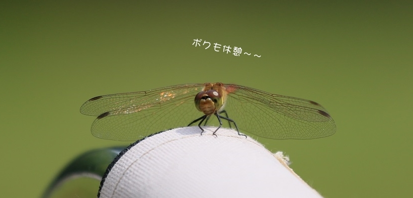 c0145250_10274575.jpg