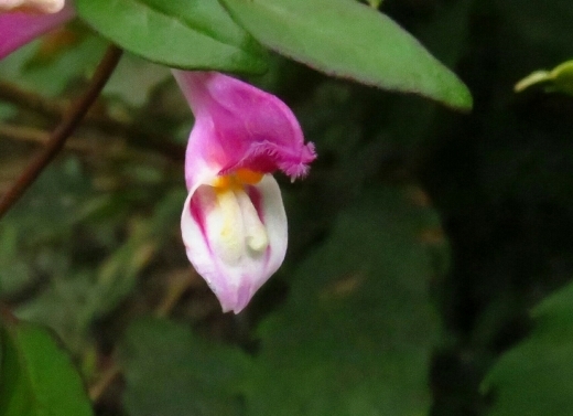 a0018655_14131179.jpg