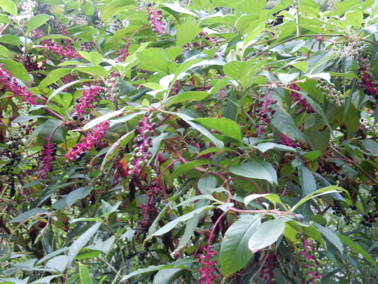 f0060461_10053283.jpg