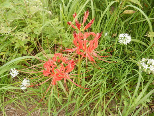 f0060461_10095813.jpg