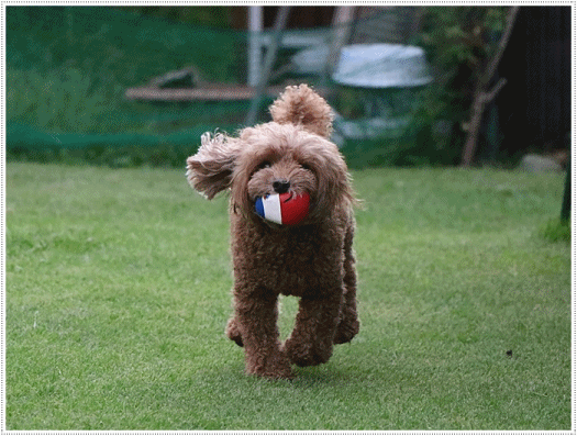 b0175688_21005014.gif