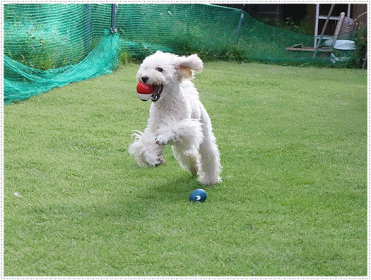 b0175688_21043448.gif