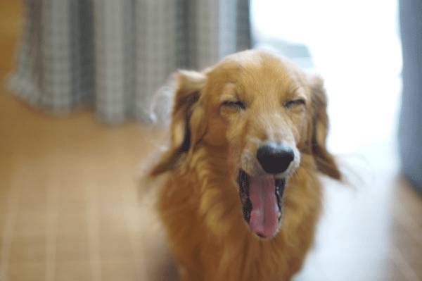 b0290297_15170568.gif