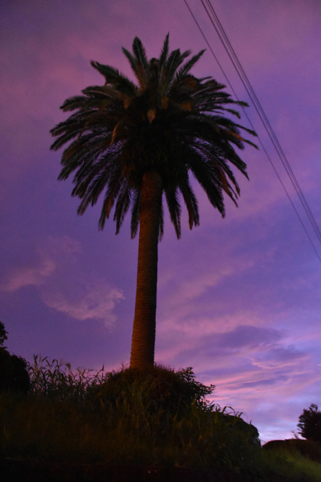 c0049299_22261083.jpg