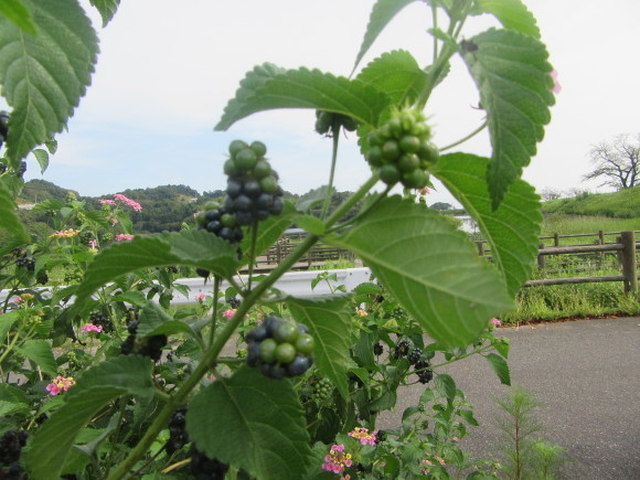 f0231709_20392417.jpg