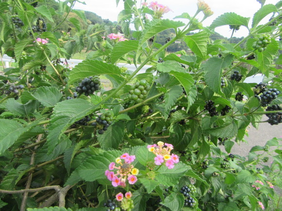 f0231709_20421174.jpg