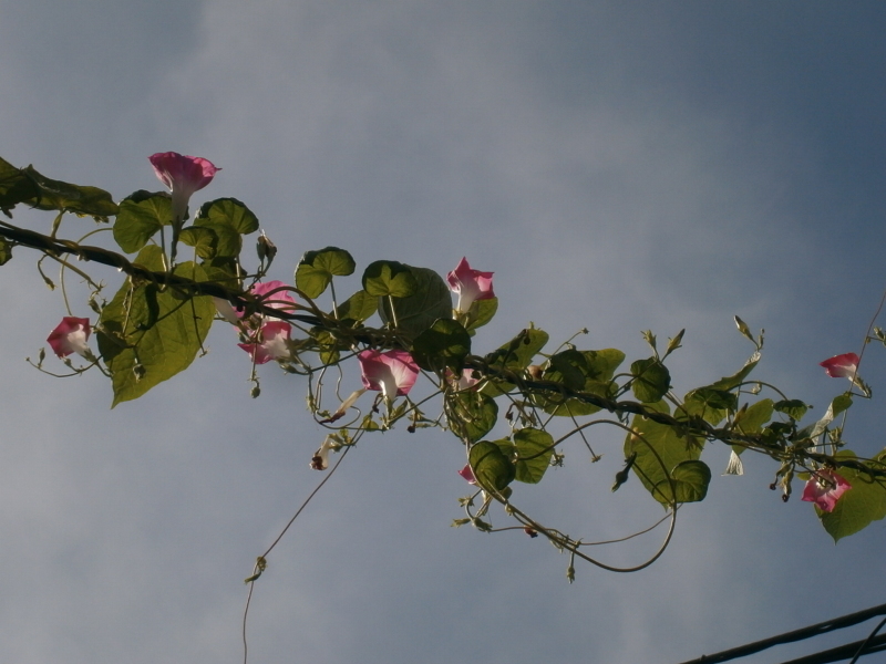 d0343540_11255639.jpg