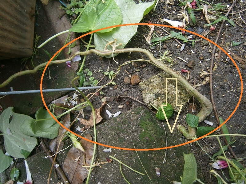 d0343540_11354350.jpg