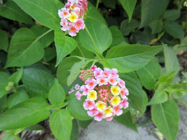 b0009849_16464644.jpg