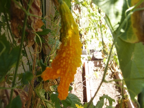 c0354352_21114225.jpg
