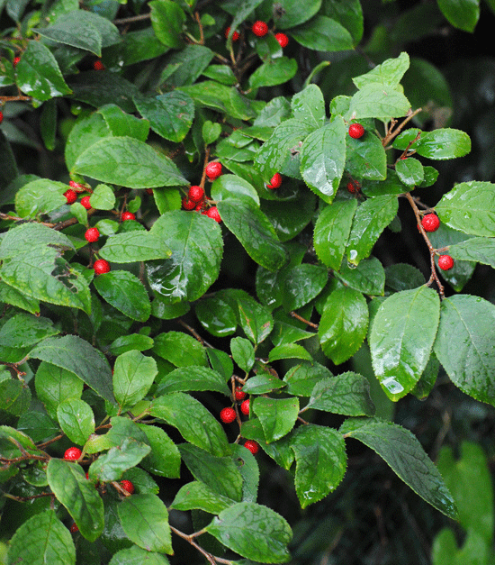 a0001354_23411360.gif
