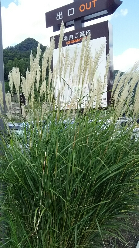 d0052263_08054815.jpg