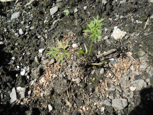 c0108198_16103380.jpg