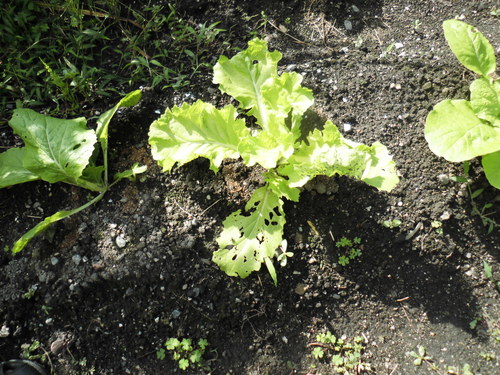 c0108198_16421100.jpg
