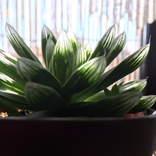 c0152816_2184154.jpg