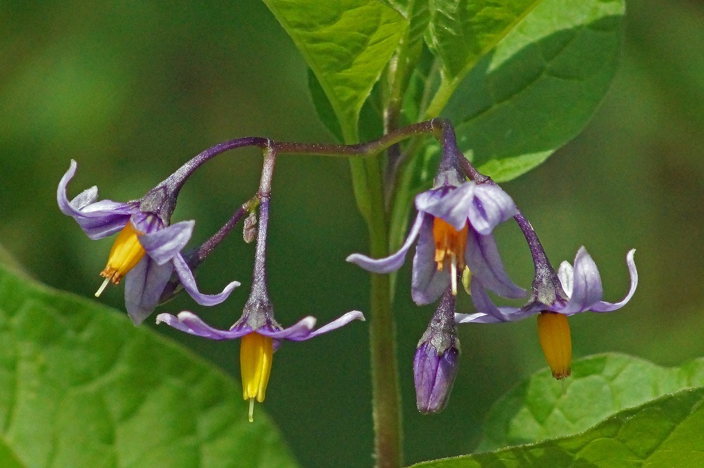 c0042418_07472527.jpg