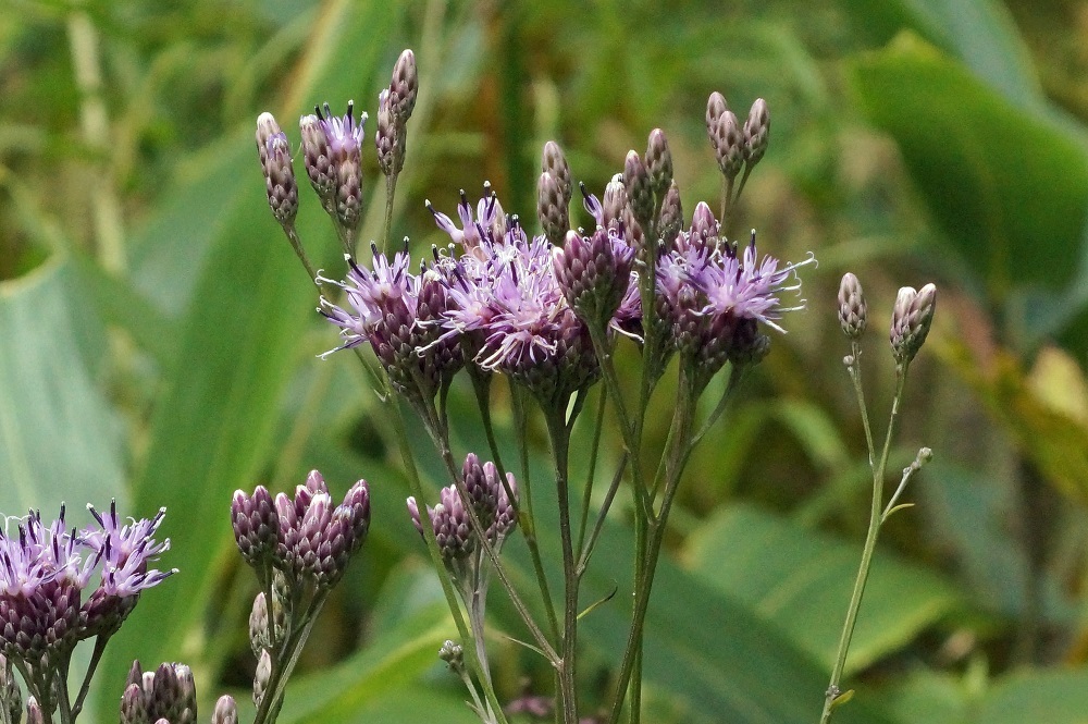 c0042418_07475333.jpg
