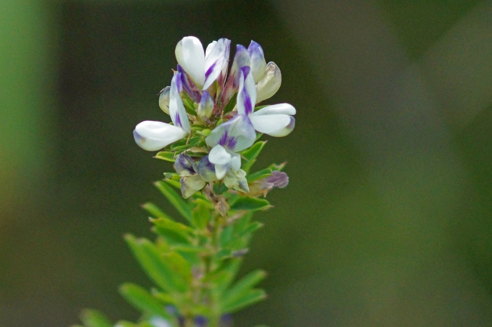 c0042418_07480187.jpg
