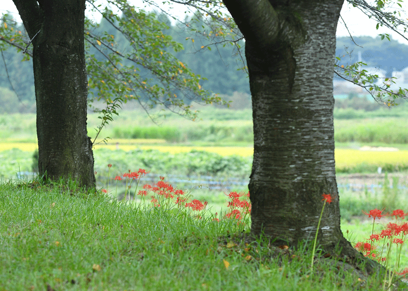 d0290240_11065110.gif