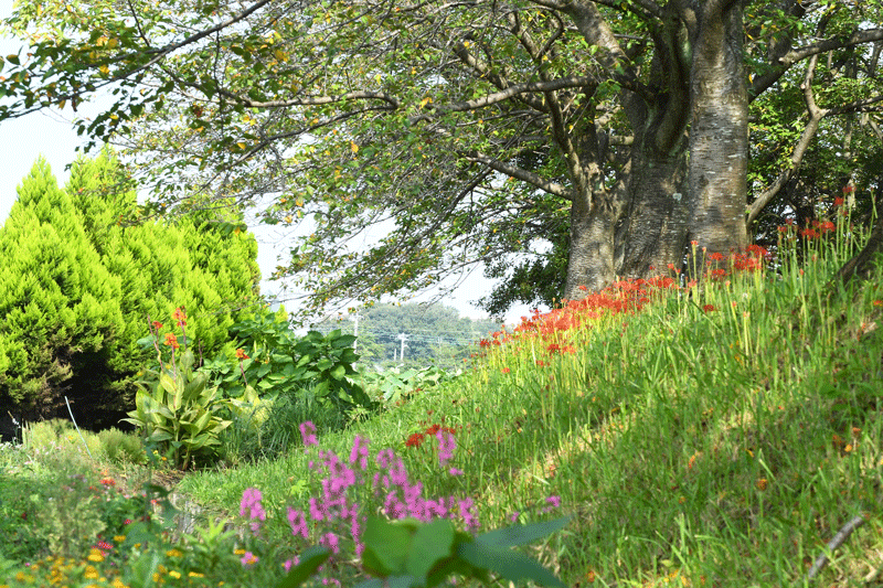 d0290240_11073151.gif