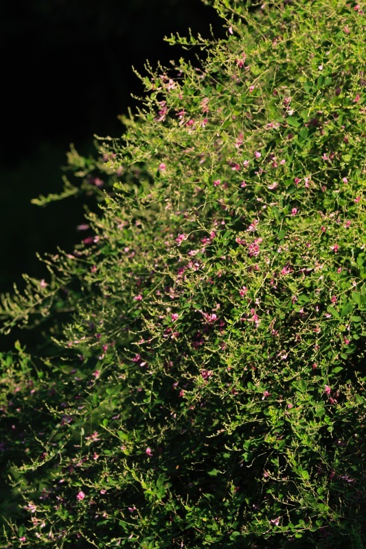 a0248459_15421236.jpg