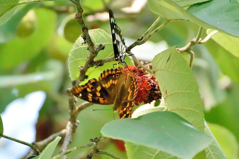 f0031682_07460975.jpg