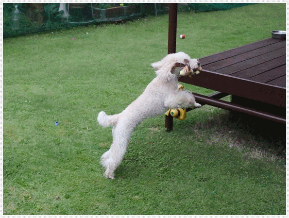 b0175688_20523173.gif