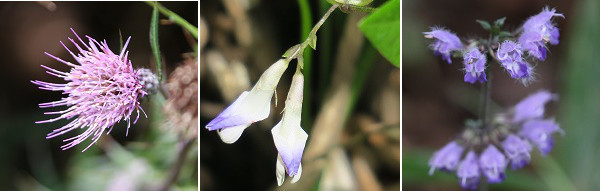 a0158702_15544040.jpg