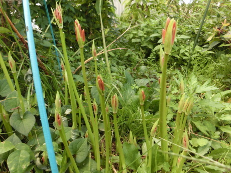 a0203003_12320420.jpg