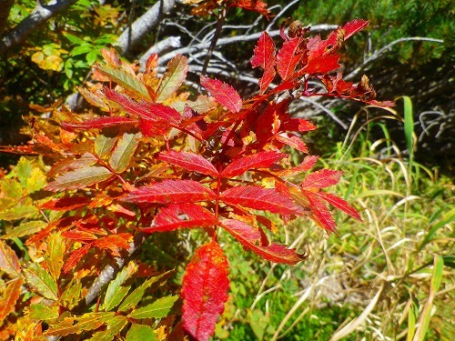 a0353718_20312770.jpg