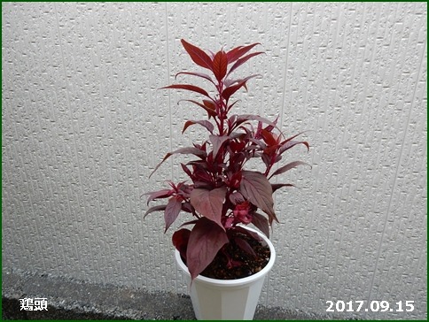 e0033229_1857791.jpg