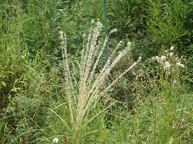 f0334143_6544996.jpg
