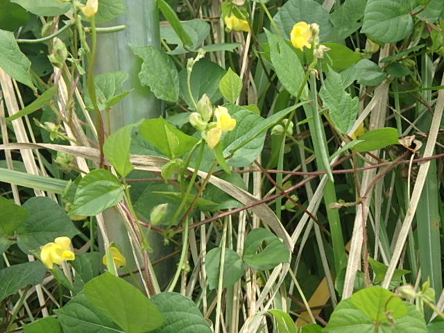 f0334143_655713.jpg
