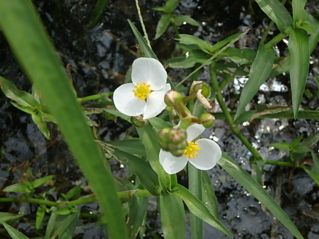 f0334143_6571788.jpg
