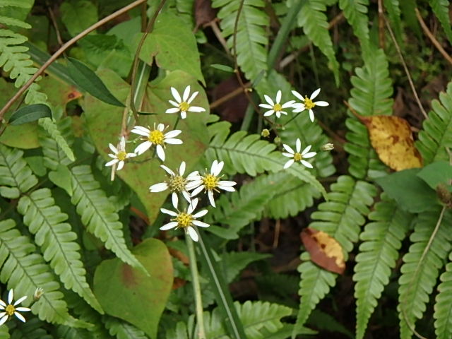 f0334143_657398.jpg