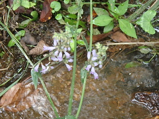 f0334143_6575177.jpg