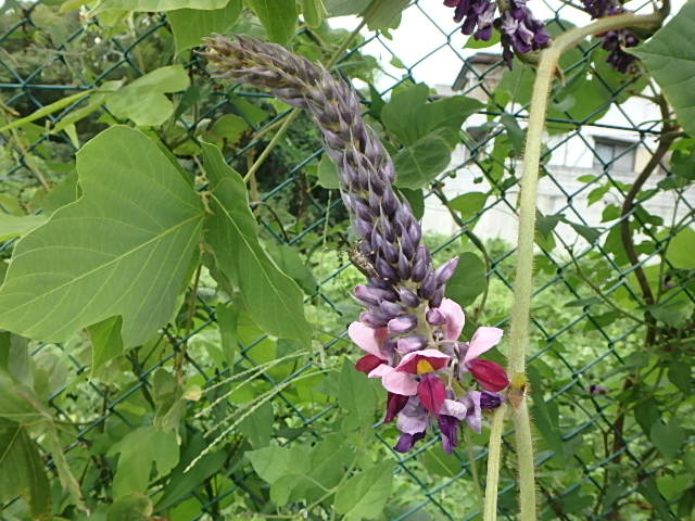 f0334143_6582816.jpg