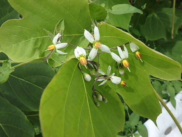 f0334143_6583736.jpg
